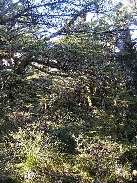 NZ leden-unor 2006 208.jpg
